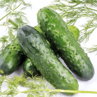 Огурец Феникс-640 на развес, Агролиния