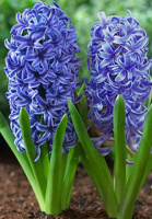 Гиацинт Peter Stuyvesant (10187)