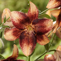 Лилия Chocolate Event азиатская, De Ree