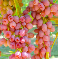 Саженцы винограда Вавилон