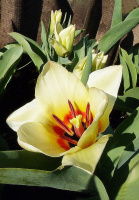 Тюльпан Concerto 3 шт кауфмана,De Ree 