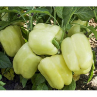 Перець Мадонна F1 1000 насінин ранній, Tezier