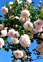 Троянда Нью Даун плетиста