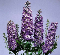 Дельфиниум махровый Магический фонтан F1 250 семян лилово-малиновый, Benary flowers