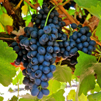 Саженцы винограда Маршал Фош 