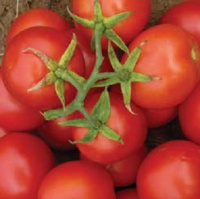 Томат Топспорт F1 5 г кустовой среднеранний, Bejo Zaden