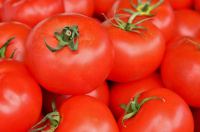 Томат Сказка весовой для переработки кустовой ранний