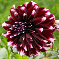 Георгина Contraste высокорослая с гигантским цветком, De Ree