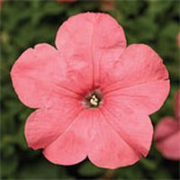 Петуния Браво F1 1000 дражированных семян лососевая, Syngenta Flowers