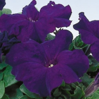 Петуния Браво F1 1000 дражированных семян синяя, Syngenta Flowers