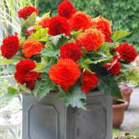 Бегония Красная фимбриата, De Ree