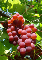 Саженцы винограда "Кэнэдис"