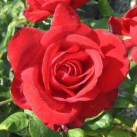 Троянда Бургунд чайно-гібридна