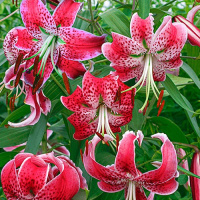 Лилия  Speciosum Rubrum свисающая тигровая, De Ree