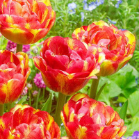 Тюльпан  Gudoshnik Double 3 шт махровый, De Ree 