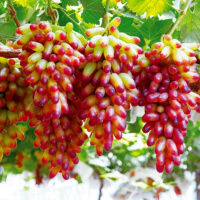 Саженцы винограда Маникюр Фингер