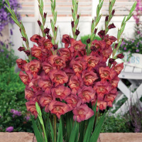 Гладиолус Thomas мини серии Glamini (10191), De Ree