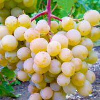 Саженец винограда Голодрыги мускат