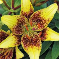 Лилия Latvia азиатская, De Ree