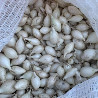 Лук арбажейка Маджестик Вайт 500 г, Kesselar