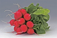 Редис Мондиал F1 25000 семян, Rijk Zwaan
