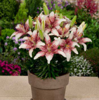 Лилия Crossover горшечная (11201), De Ree