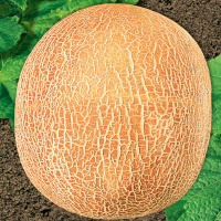 Диня Рання-133 на вагу, Агролінія