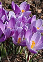 Крокус Remembrance крупноцветковый (10194)