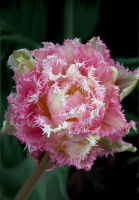 Тюльпан Cool Crystal 3 шт махрово-бахромчатый, De Ree (10238)