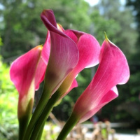 Калла Wild Salmon великоквіткова, De Ree