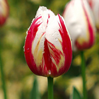 Тюльпан триумф Happy Generation (10383)