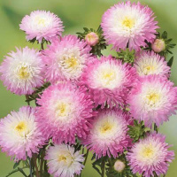 Астра Шанхайская роза 1 г смесь, Satimex