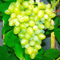 Саженец винограда Билли