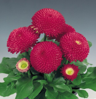 Маргаритка Тассо 1000 дражированных семян коасная, Benary flowers