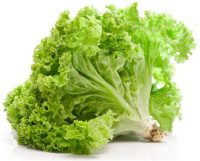 Салат Афіціон 5 г батавію, Rijk Zvaan