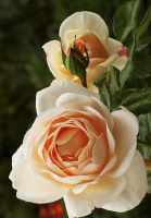 Троянда Скул Герл плетиста