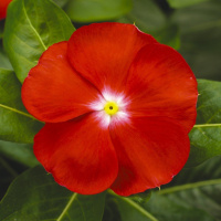 Катарантус СанШторм F1 100 семян скарлет с глазком, Syngenta Flowers