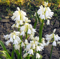 Гіацинтоїдес 5 шт білий De Ree (10518)