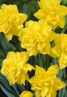 Нарцисс Golden Ducat махровый(10316)