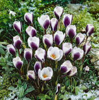 Крокус Prins Claus ботанический (10505)