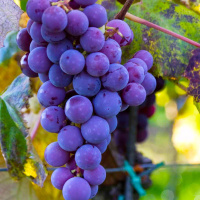 Саженцы винограда Катавба