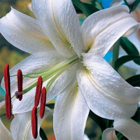 Лилия Casa Blanca ориентальная, De Ree