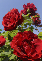 Роза Нахеглут плетиста