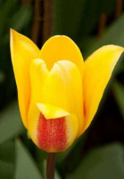 Тюльпан Guiseppe Verdi 3шт кауфмана, De Ree