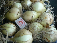 Цибуля Ексібішен 250000 насіння ріпчаста пізня, Bejo Zaden