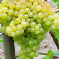 Саженцы винограда Принцесса