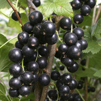 Смородина Титанія чорна пізня