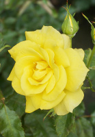 Троянда Папілон чайно-гібридна