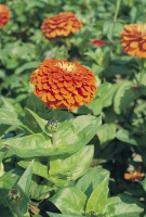 Цинния элегантная Гиганты Бенари 250 семян оранжевая, Hем Zaden