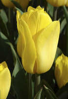 Тюльпан Yokohama 3 шт триумф, De Ree (10272)